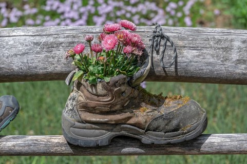 Flowers in a worn mountain shoe, Bavaria, Germany, Europe