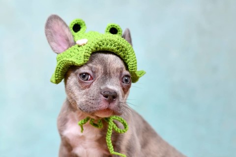 Cute young Lilac Brindle French Bulldog dog puppy with knitted frog hat