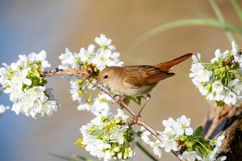 Nightingale (Luscinia megarhynchos) Germany