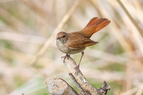 Nightingale (Luscinia megarhynchos) Germany