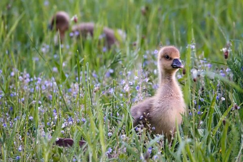 Greylag goose, chick, May, Germany, Europe