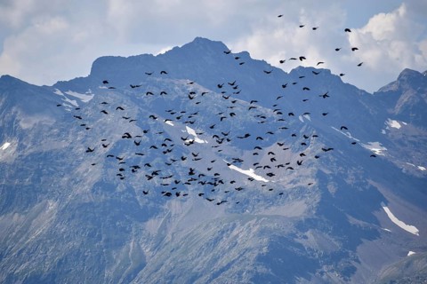 A large flock of alpine choughs (Pyrrhocorax graculus) in flight in front of the mountains of the