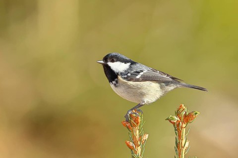 Fir tit (Parus ater), sitting on the top of a young spruce, European spruce (Picea abies),
