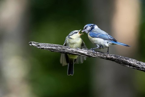 Blue tits (Parus caerulea), feeding young animals, Emsland, Lower Saxony, Germany, Europe