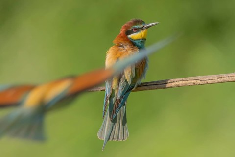 European bee-eater (Merops apiaster) on a branch during the breeding season in spring. Jechtingen,