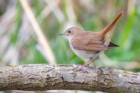 Nightingale (Luscinia megarhynchos) Germany
