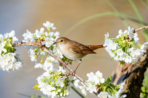 Nightingale (Luscinia megarhynchos) Germany