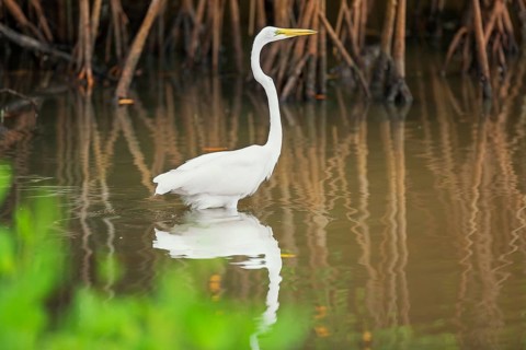 Great white egret (Ardea alba) looking for food, Sanibel Island, J.N. Ding Darling National
