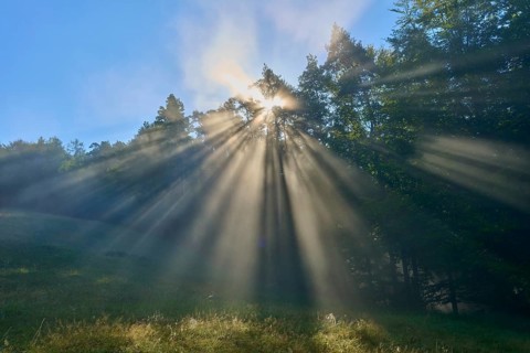 Light emerges dramatically from the trees of a misty forest, illuminating the green grass,