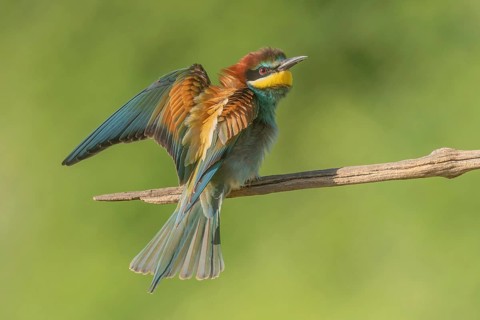 European bee-eater (Merops apiaster) on a branch during the breeding season in spring. Jechtingen,