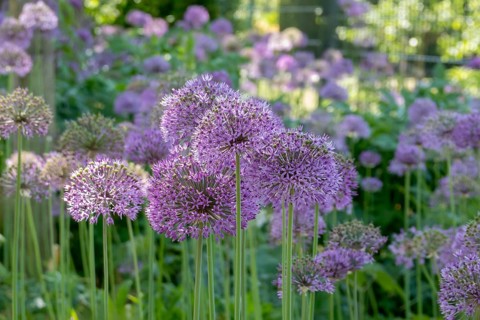 Ornamental leek (Allium sp.), inflorescence, Münsterland, North Rhine-Westphalia, Germany, Europe