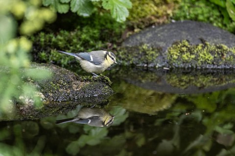 Blue tit (Parus caerulea), Emsland, Lower Saxony, Germany, Europe