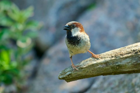 House sparrow (Passer domesticus), sitting on a branch, surrounded by sunlight and natural