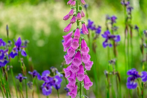 Foxglove (Digitalis purpurea) and Siberian iris, Netherlands