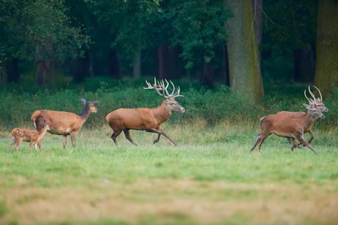 Red deer (Cervus elaphus), group of stags with a fawn and two hinds running across a wide meadow,