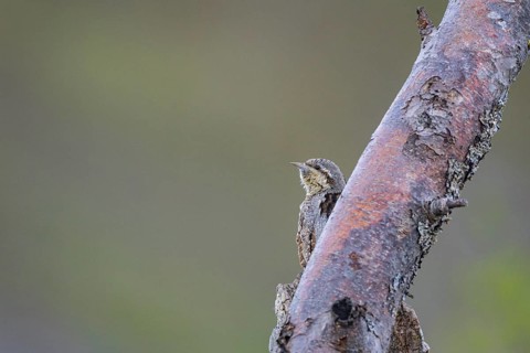 Eurasian wryneck (Jynx torquilla) Germany