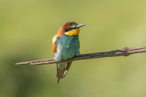 European bee-eater (Merops apiaster) on a branch during the breeding season in spring. Jechtingen,
