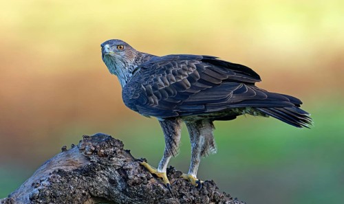 Bonelli's eagle, Aquila, fasciata, bird, bird of prey, eagle, nature, tree, sunrise, Andalusia,