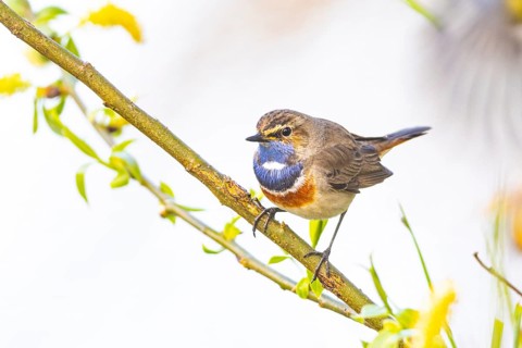 Bluethroat (Luscinia svecica cyanecula) ml Germany