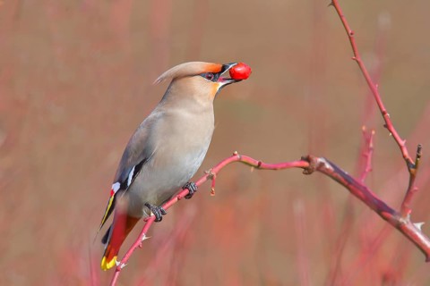 Waxwing (Bombycilla garrulus) sitting on a branch, eating a rose hip (Rosa canina), wildlife,