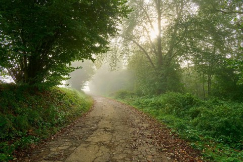 A misty forest path in the morning light, Mönchberg, Miltenberg, Spessart, Bavaria, Germany, Europe