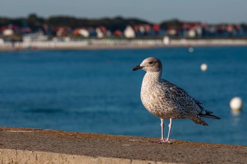 Seagull at the pier of Warnemünde, Mecklenburg-Western Pomerania, Germany, Warnemünde,