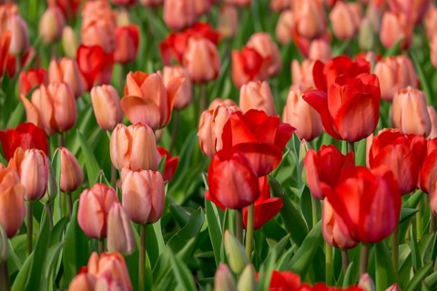 Bed with red and salmon-coloured tulips (Tulpia), Münsterland, North Rhine-Westphalia, Germany,