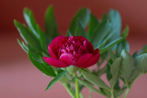 Red peony flower (Paeonia), Bavaria, Germany, Europe