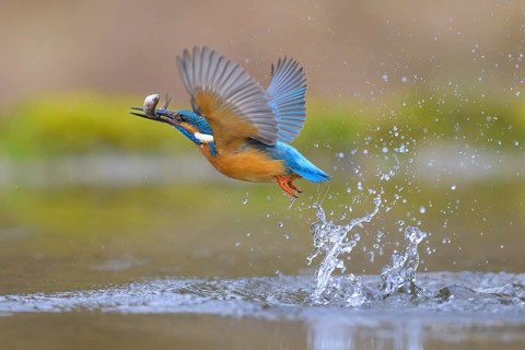 Kingfisher (Alcedo atthis), taking off from the water with a fish in its beak, Lechauen, Bavaria