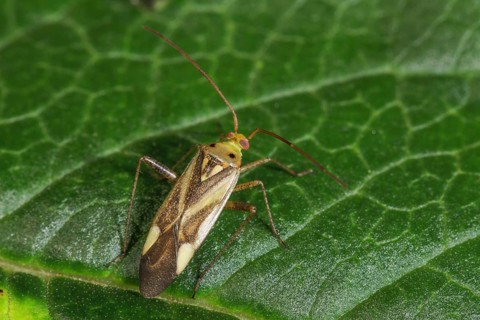 Soft bug (Miridae sp.) on green leaf with natural background, close-up, Baden-Württemberg, Germany,