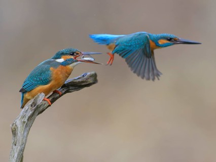 Kingfisher (Alcedo atthis), breeding pair on perch, female with fish in beak, male in flight,