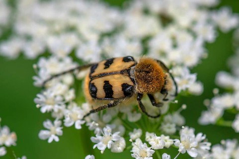 Brush beetle (Trichius) on a goutweed flower, Bavaria, Germany, Europe