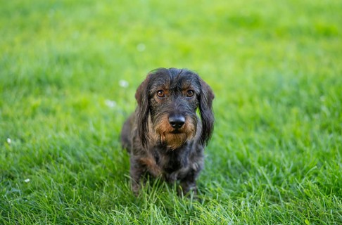 Rough-haired dachshund (Canis lupus familiaris) male, 4 years old, animal portrait, sitting on a