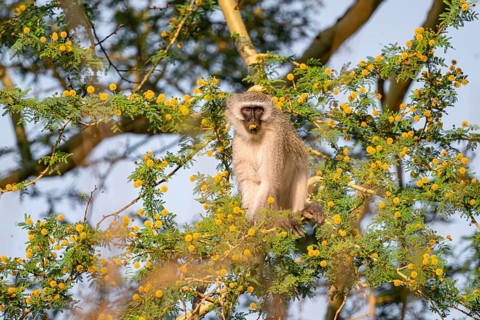 Southern vervet monkey (Chlorocebus pygerythrus) sitting in a flowering tree, eating yellow flowers