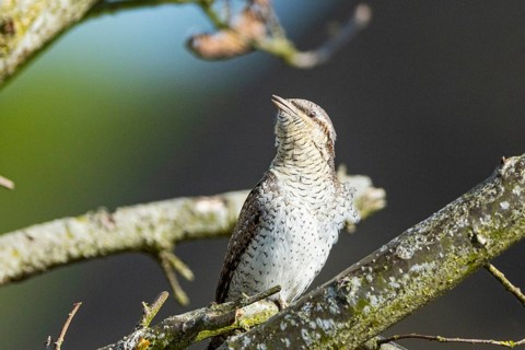 Eurasian wryneck (Jynx torquilla) Germany