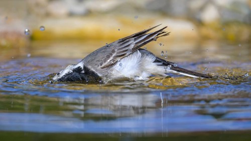 White wagtail (Motacilla alba), male bathing, biosphere reserve, Swabian Alb, Baden-Württemberg,