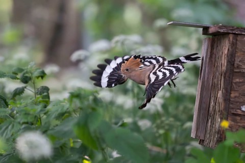 Hoopoe (Upupa epops) flies out of the nesting box after feeding the young birds, Oberspreewald,