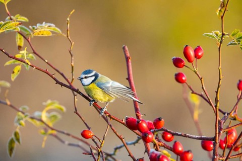 Blue tit (Parus caeruleus) Germany