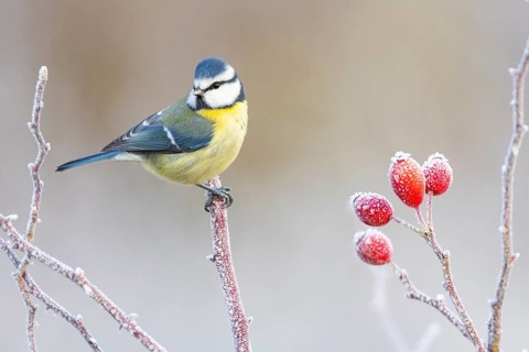 Blue tit (Parus caeruleus) Germany