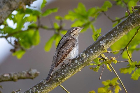 Eurasian wryneck (Jynx torquilla) Germany