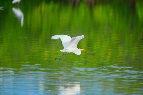Great white egret (Ardea alba) in flight, Sanibel Island, J.N. Ding Darling National Wildlife