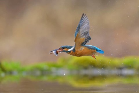 Kingfisher (Alcedo atthis), in flight with fish in its beak, Lechauen, Bavaria
