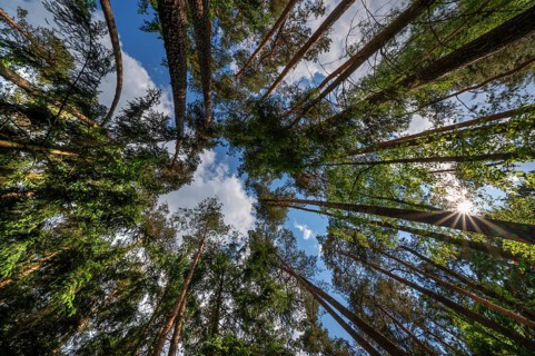 Pine forest (Pinus sylvestris), with sun star, Franconia, Bavaria, Germany, Europe