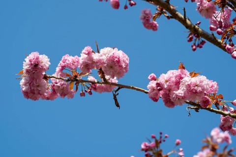 Japanese flowering cherry (Prunus serrulata), cherry blossom branch, Rombergpark, Dortmund, North