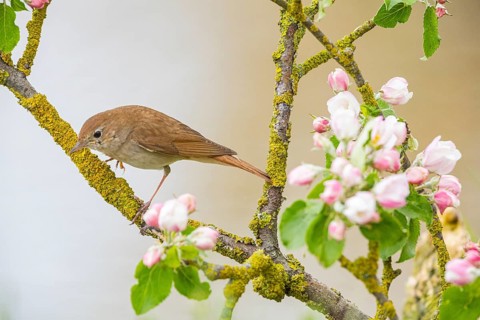 Nightingale (Luscinia megarhynchos) Germany