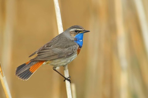 White-starred bluethroat (Luscinia svecica cyanecula), mating male on a reed, wildlife, nature