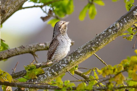 Eurasian wryneck (Jynx torquilla) Germany