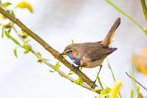 Bluethroat (Luscinia svecica cyanecula) ml Germany