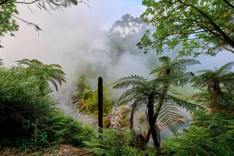 Mystical landscape with mist and ferns creating a calming atmosphere, Te Manaroa Spring, Hot