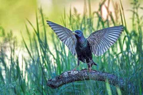 Starling (Sturnus vulgaris), also known as Common starling, approaching, wings spreading, foraging,